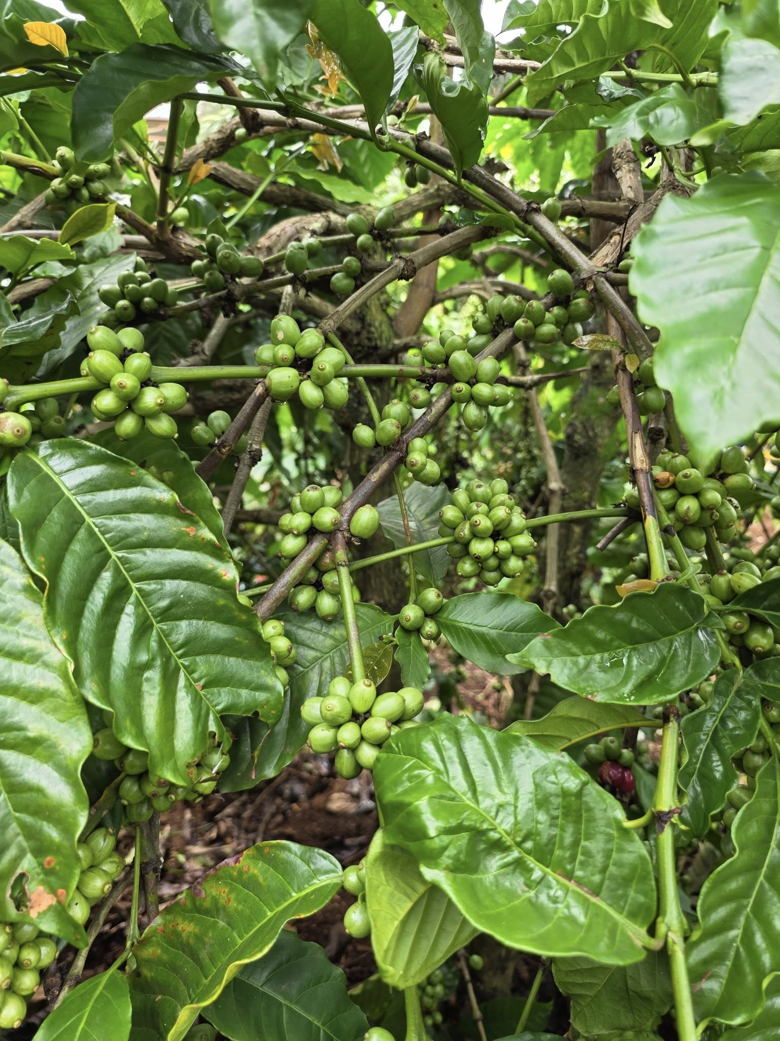 Dự án BCSanh - Cà phê Gia Lai