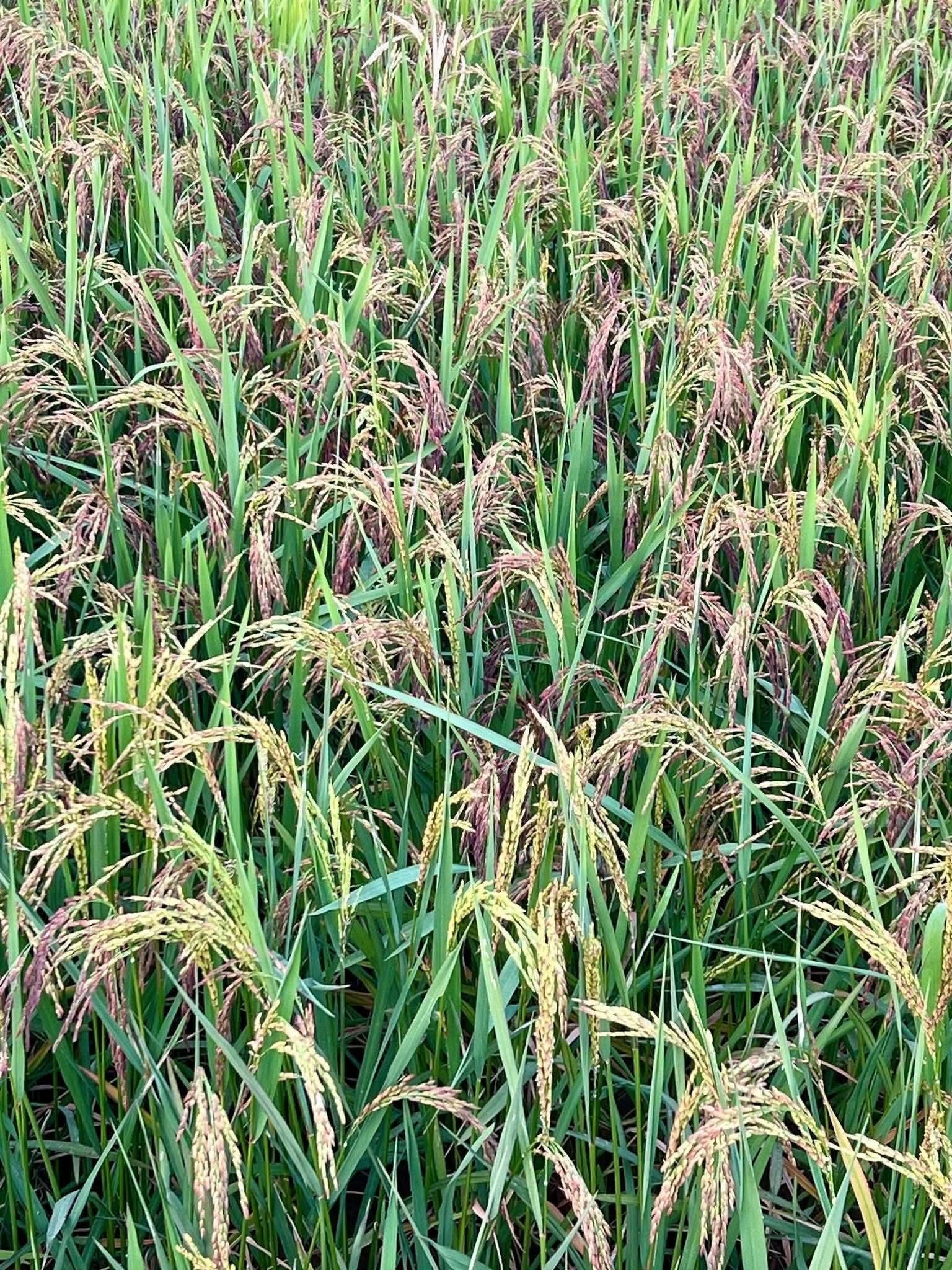 Lúa tím BCSanh ở Bình Định