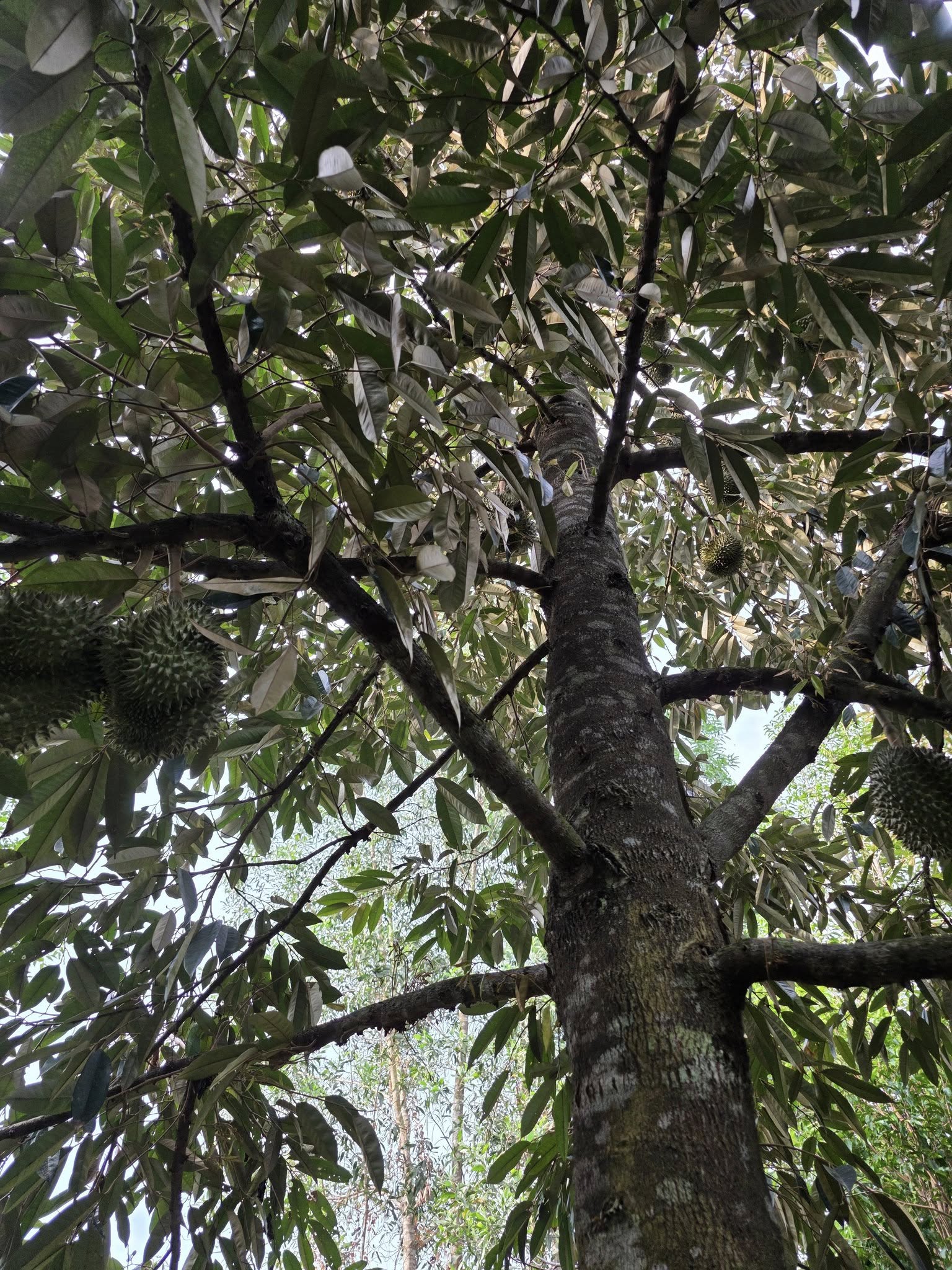 Dự án BCSanh - Sầu riêng Bình Định