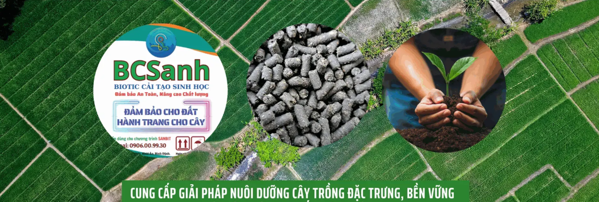 BCSanh Hero Background